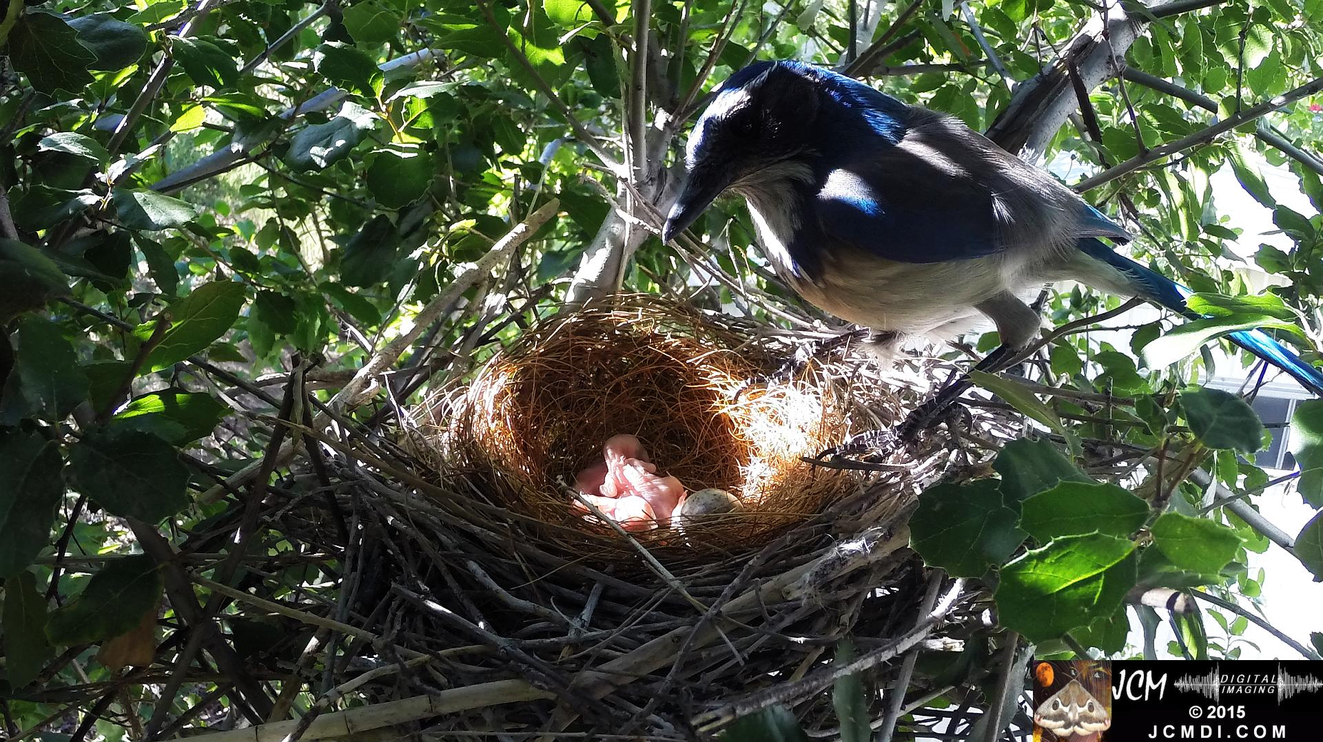 Scrub jay female standing over nest and 2 chicks in Santa Clarita, Ca jcmdi.com